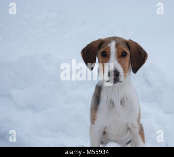 Portrait of a hunting breed of dogs Russian piebald hound (an English foxhound) in winter against a background of snow. Stock Photo