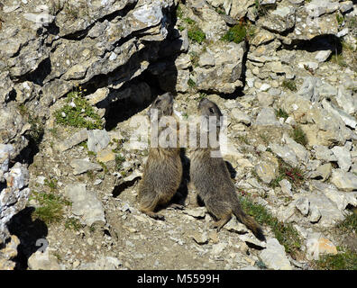 alpine marmot in the dolomite alps; South Tyrol; Italy; Stock Photo