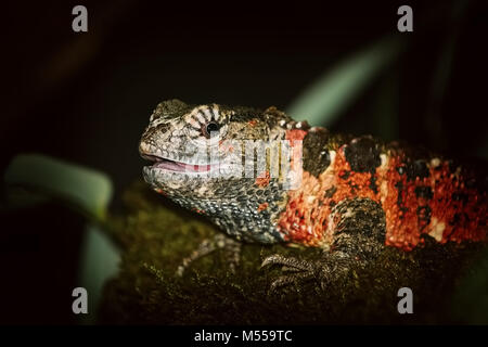 Chinese Crocodile Lizard (Shinisaurus Crocodilurus) Stock Photo