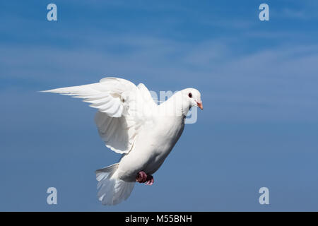 white dove closeup Stock Photo