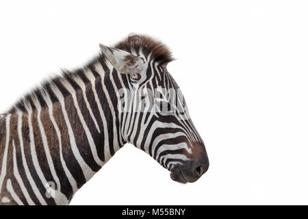 zebra isolated on white Stock Photo