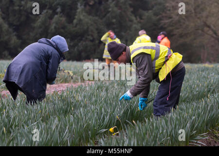 Jersey,Channel Islands. 20th February, 2018. Due to the effects of Brexit not enough European seasonal workers were travelling to the Island to work in the Agricultural Industry.The Farmers Union in Jersey looked to alternatives and for the 2018 season Romanian workers were brought to the Island.In this image Romanian,Polish & Portuguese nationals are working alongside eachother picking Daffodils. Credit: imagegallery2/Alamy Live News Stock Photo