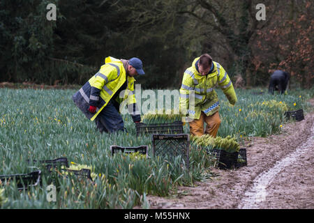 Jersey,Channel Islands. 20th February, 2018. Due to the effects of Brexit not enough European seasonal workers were travelling to the Island to work in the Agricultural Industry.The Farmers Union in Jersey looked to alternatives and for the 2018 season Romanian workers were brought to the Island.In this image Romanian,Polish & Portuguese nationals are working alongside eachother picking Daffodils. Credit: imagegallery2/Alamy Live News Stock Photo