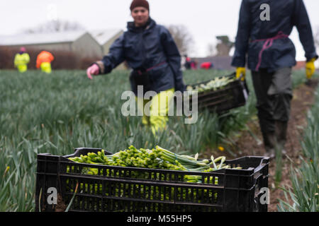 Jersey,Channel Islands. 20th February, 2018. Due to the effects of Brexit not enough European seasonal workers were travelling to the Island to work in the Agricultural Industry.The Farmers Union in Jersey looked to alternatives and for the 2018 season Romanian workers were brought to the Island.In this image Romanian,Polish & Portuguese nationals are working alongside eachother picking Daffodils. Credit: imagegallery2/Alamy Live News Stock Photo