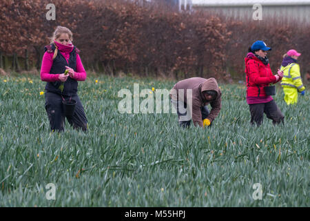 Jersey,Channel Islands. 20th February, 2018. Due to the effects of Brexit not enough European seasonal workers were travelling to the Island to work in the Agricultural Industry.The Farmers Union in Jersey looked to alternatives and for the 2018 season Romanian workers were brought to the Island.In this image Romanian,Polish & Portuguese nationals are working alongside eachother picking Daffodils. Credit: imagegallery2/Alamy Live News Stock Photo