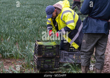 Jersey,Channel Islands. 20th February, 2018. Due to the effects of Brexit not enough European seasonal workers were travelling to the Island to work in the Agricultural Industry.The Farmers Union in Jersey looked to alternatives and for the 2018 season Romanian workers were brought to the Island.In this image Romanian,Polish & Portuguese nationals are working alongside eachother picking Daffodils. Credit: imagegallery2/Alamy Live News Stock Photo