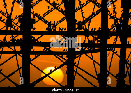 Aberystwyth Wales UK, Tuesday 20 Feb 2018 UK Weather: The sun setting, framed dramatically behind Aberystwyth pier, picks out the silhouettes of some of the tens of thousands of tiny starlings as they roost for the night, huddled together for warmth and safety, on the girders and beams underneath the town's distinctive Victorian era seaside pier One of only a few urban roosts in the UK, Credit: keith morris/Alamy Live News Stock Photo