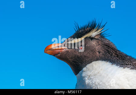 Rockhopper penguin, Patagonia, Argentina Stock Photo