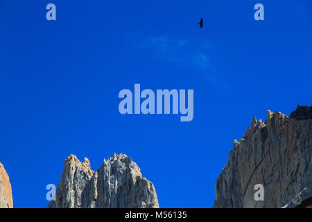 A solitary Andean condor (Vultur gryphus) circling high above the three towers of Torres del Paine in Patagonia. Stock Photo