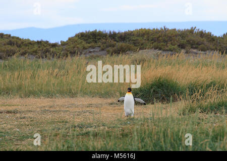A solitary King Penguin (Aptenodytes patagonicus) running across the grass at Parque Pinguino Rey, Tierra del Fuego Patagonia, Chile Stock Photo