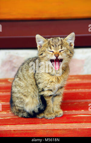 grey kitten yawns wide opened the mouth Stock Photo
