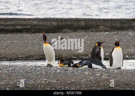 A King Penguin (Aptenodytes patagonicus) calling on the beach at Parque Pinguino Rey, Tierra del Fuego Patagonia, Chile