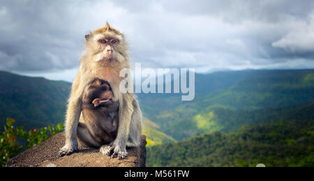 Monkeys at the Gorges viewpoint. Mauritius. Panorama Stock Photo