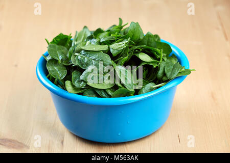 Closeup of baby spinach freshly picked and washed Stock Photo