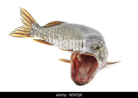 Pike Stock Photo