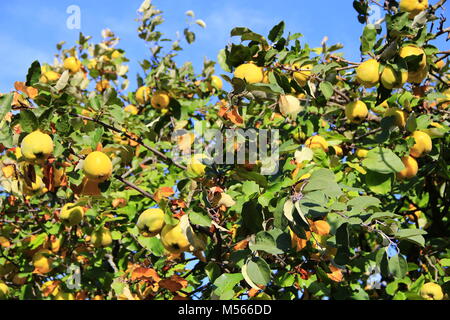 rich crop of ripe fruits of quince on the tree Stock Photo