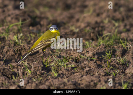 Western yellow wagtail (Motacilla flava) Stock Photo