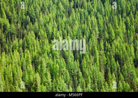 Aerial view of Larches at Taiga boreal forest in Altai Mountains of Western Mongolia Stock Photo