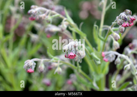 Gypsyflower, Hundtunga (Cynoglossum officinale) Stock Photo