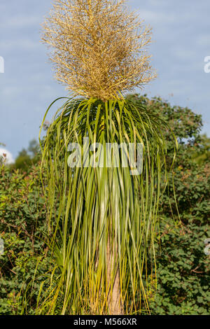 Ponytail Palm, Flasklilja (Beaucarnea Recurvata) Stock Photo