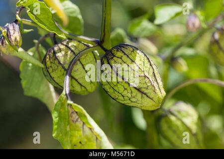 Mexican husk tomato, Tomatillo (Physalis philadelphica) Stock Photo