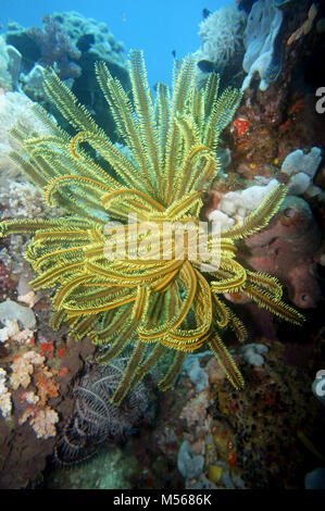 Hair star, feather star (Comanthus sp.) Stock Photo