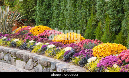 A formal fall garden border behind a short, curved stone wall, repeating Gold and pink mums, purple asters,  purple and white kale, and low grasses Stock Photo