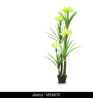 Big dracaena palm in a pot isolated over white Stock Photo