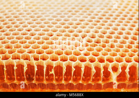 Golden real honeycomb shot close up Stock Photo