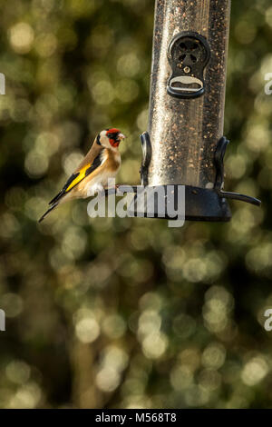 Goldfinch on a Niger seed feeder in a wildlife friendly garden, Gloucestershire. Stock Photo