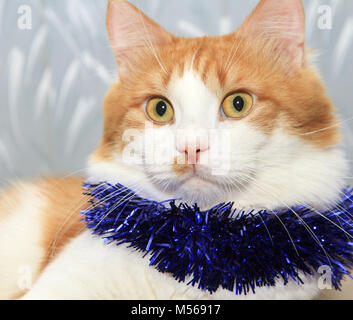 Funny red and white cat with christmas tinsel decoration Stock Photo