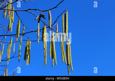 Common hornbeam flowers in spring against blue sky Stock Photo