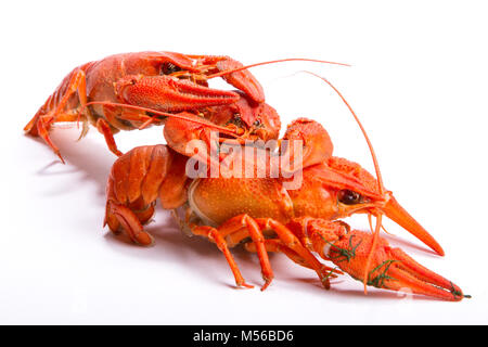 Crayfish on a white background. Stock Photo