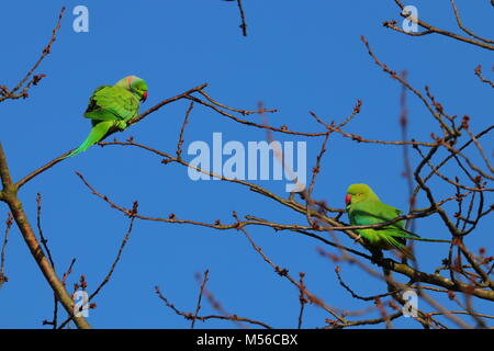 Ring Necked Parakeets Have Taken Up Residence In Leeds And Look To Have ...