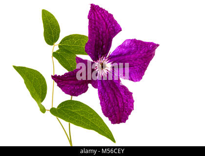 Purple clematis flower, isolated on white background Stock Photo