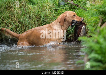 golden retriever retrieving shot pheasant from water Stock Photo