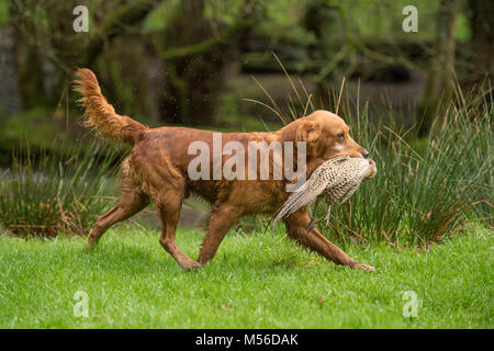 golden retriever retrieving dead pheasant from a river Stock Photo