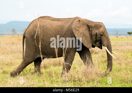 African elephant in the savanna Stock Photo