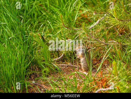 Uinta ground squirrel Stock Photo