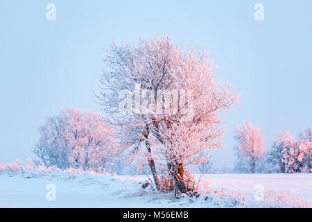 Frost on trees in a field with snow at sunset Stock Photo