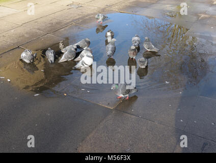 Pigeons standing in puddle on pavement in bury lancashire uk Stock Photo