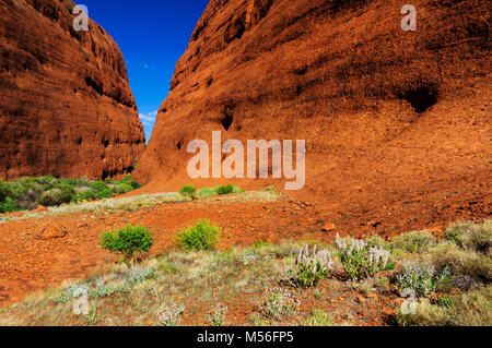 Flowers and much green in Walpa Gorge after some wet days. Stock Photo