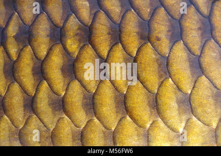 Fish scales. Gold carp scales close-up Stock Photo