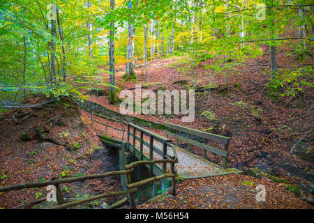 Autumn forest with wood bridge over creek in beeches forest with trees and colorful foliage. Stock Photo