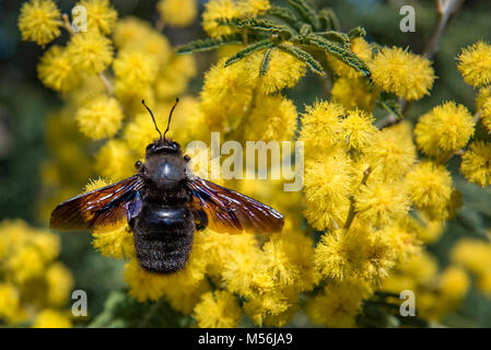 Violet Carpenter Bee on a Mimosa Tree