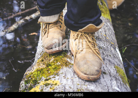 Stands on wooden trunk. Forest environment. Stock Photo