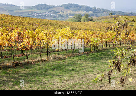 Oltrepò pavese vineyard in autumn, Province of Pavia, Lombardy, northern Italy Stock Photo