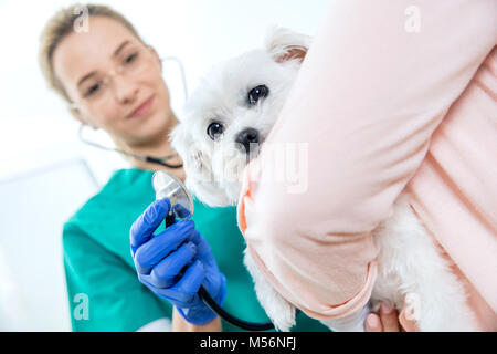 Dog holded by owner is examined by female vet