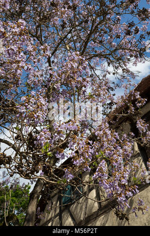 Blauglockenbaum, Chinesischer Blauglockenbaum, Kaiserbaum, Kaiser-Paulownie, Kiribaum, Paulownia tomentosa, Paulownia imperialis, princesstree, foxglo Stock Photo