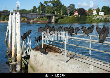 Black Vultures (Coragyps atratus) perched on railings above Southern Sea Lions (Otaria flavescens) on a pier on the waterfront of Valdivia, Chile Stock Photo